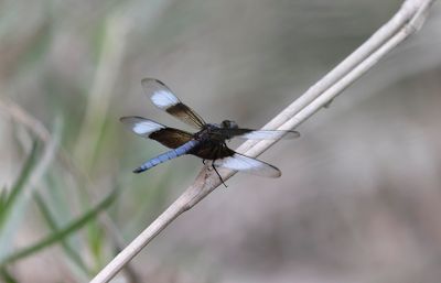 Dragonflies