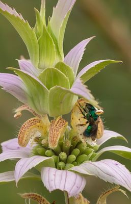 Metalic Sweat bee