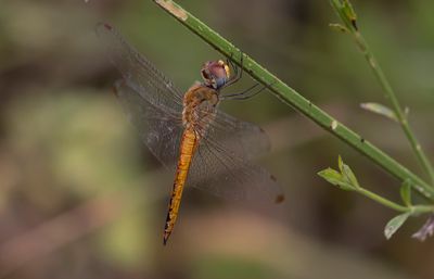 Wandering Glider