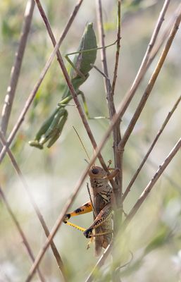 Grasshopper and Mantis