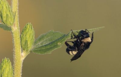 sleeping Bumble Bee