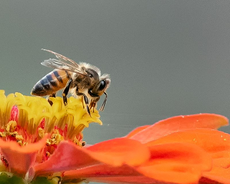 Support the Bees