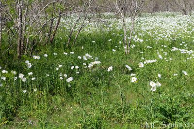 Pasture of Poppies