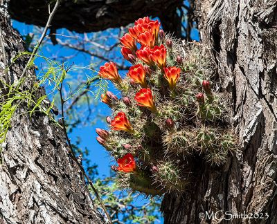 Button Cactus Flowering in a Mesquite Tree Trunk