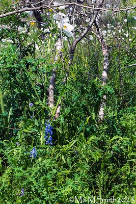 Lonely Bluebonnets