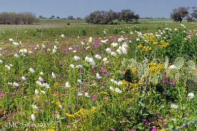 Cacophony of Flowers on Edge of Pasture