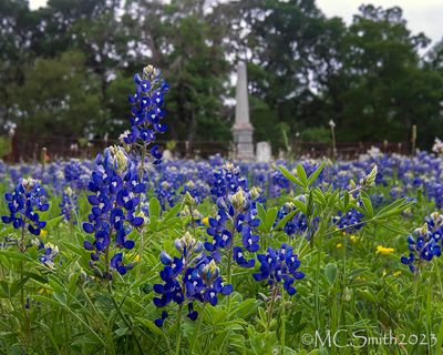 Bluebonnets and Gravestones