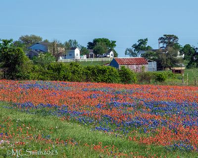 Wildflower Farm