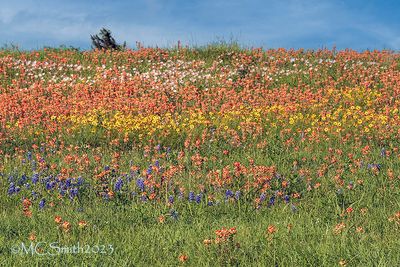 Layers of Color