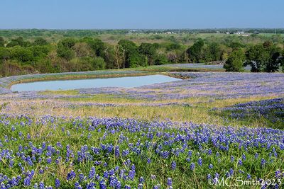 Blue Sky Blue Water Bluebonnets