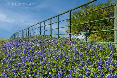 Left at the Bluebonnets