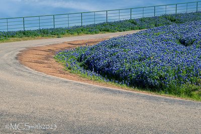 Bluebonnet Curve