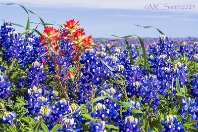 Windy Wildflowers