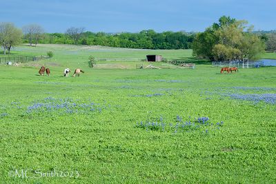 Scattered Flowers with Horses