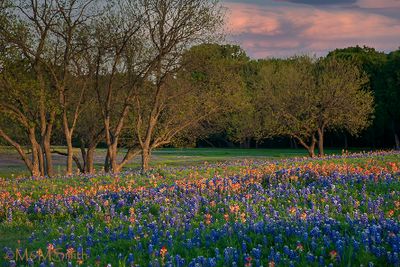 Golden Hour Meadow