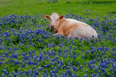 Texas Wildflowers 2023