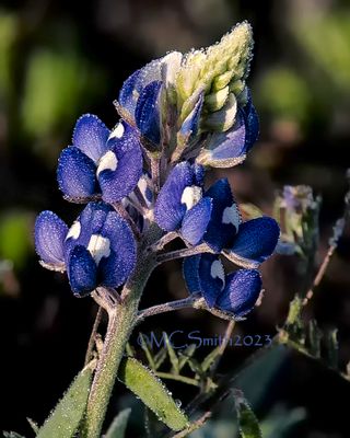 Dew Drops on an Emerging Bluebonnet
