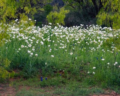 White Poppies