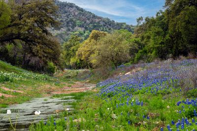 Texas Wildflowers 2024