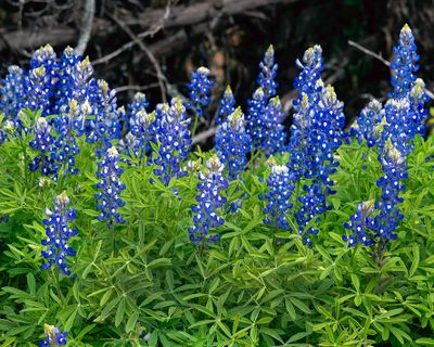 Lush Bluebonnets