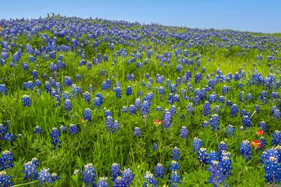 Bluebonnet Hill