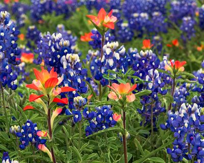 Texas Wildflowers 2024