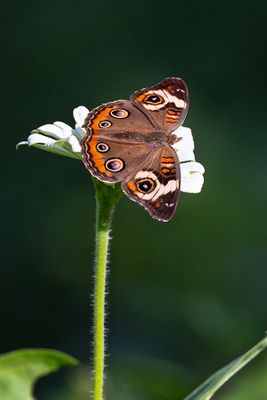 Common Buckeye Butterfly