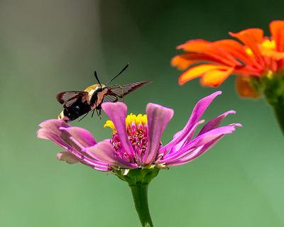 Hemaris diffinis, Snowberry Clearwing