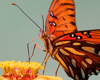 Close up Gulf fritillary 
