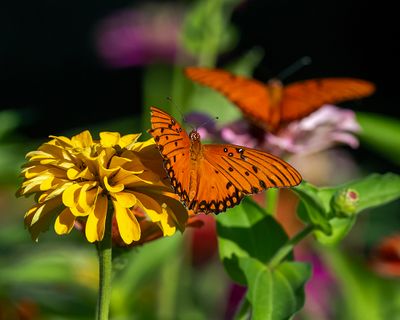 Twin Gulf fritillary 