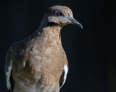 Dove in Morning Light