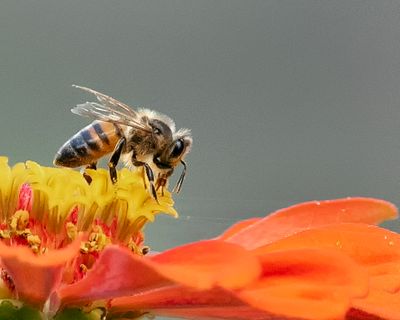 Support the Bees