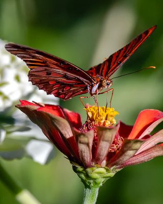 Gulf fritillary Close Up