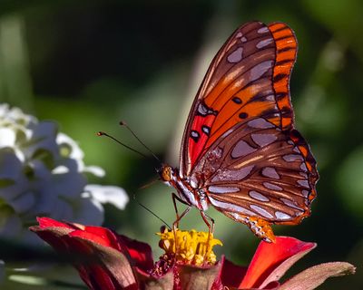 Gulf fritillary Close Up