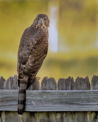 Stare Down