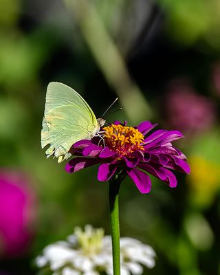 Sulfur Butterfly