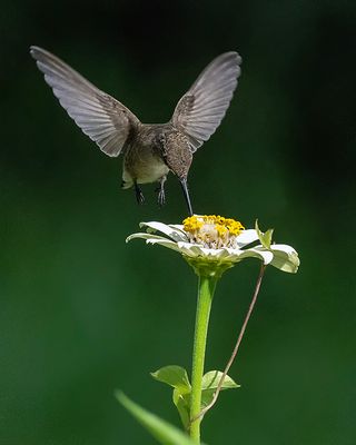 Lighted Wings