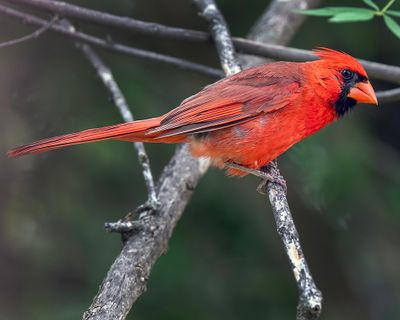 Northern Cardinal