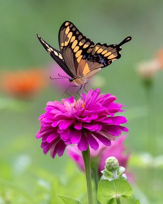 Butterflies of Texas