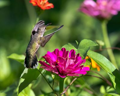 Hummingbirds