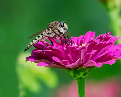 Macro - It's a Small World