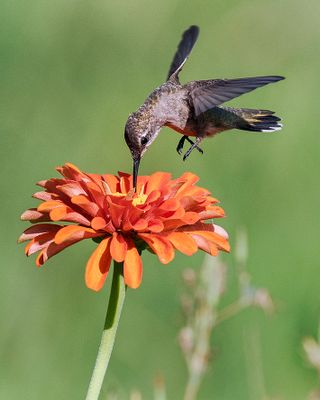 Hummingbirds