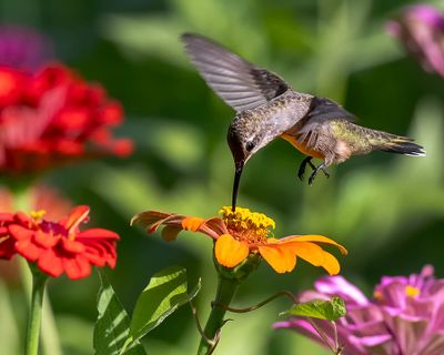 Hummingbirds