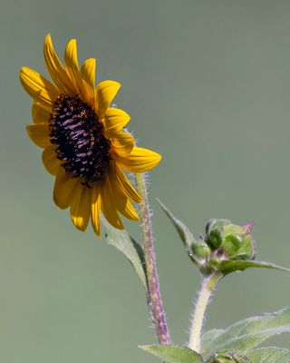Flora