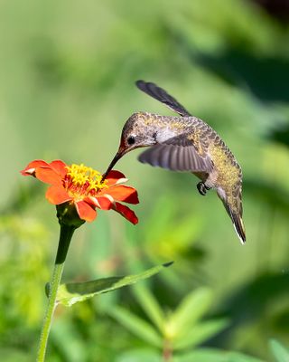 Hummingbirds