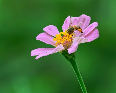 Macro - It's a Small World