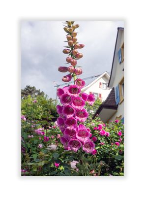 Swiss Wild Flowers