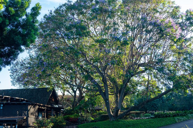 20130612-064027-K52S0049.JPG