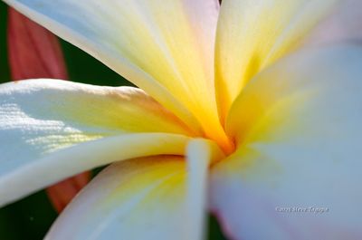 Flowers & Nature