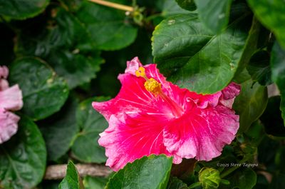 Flowers & Nature
